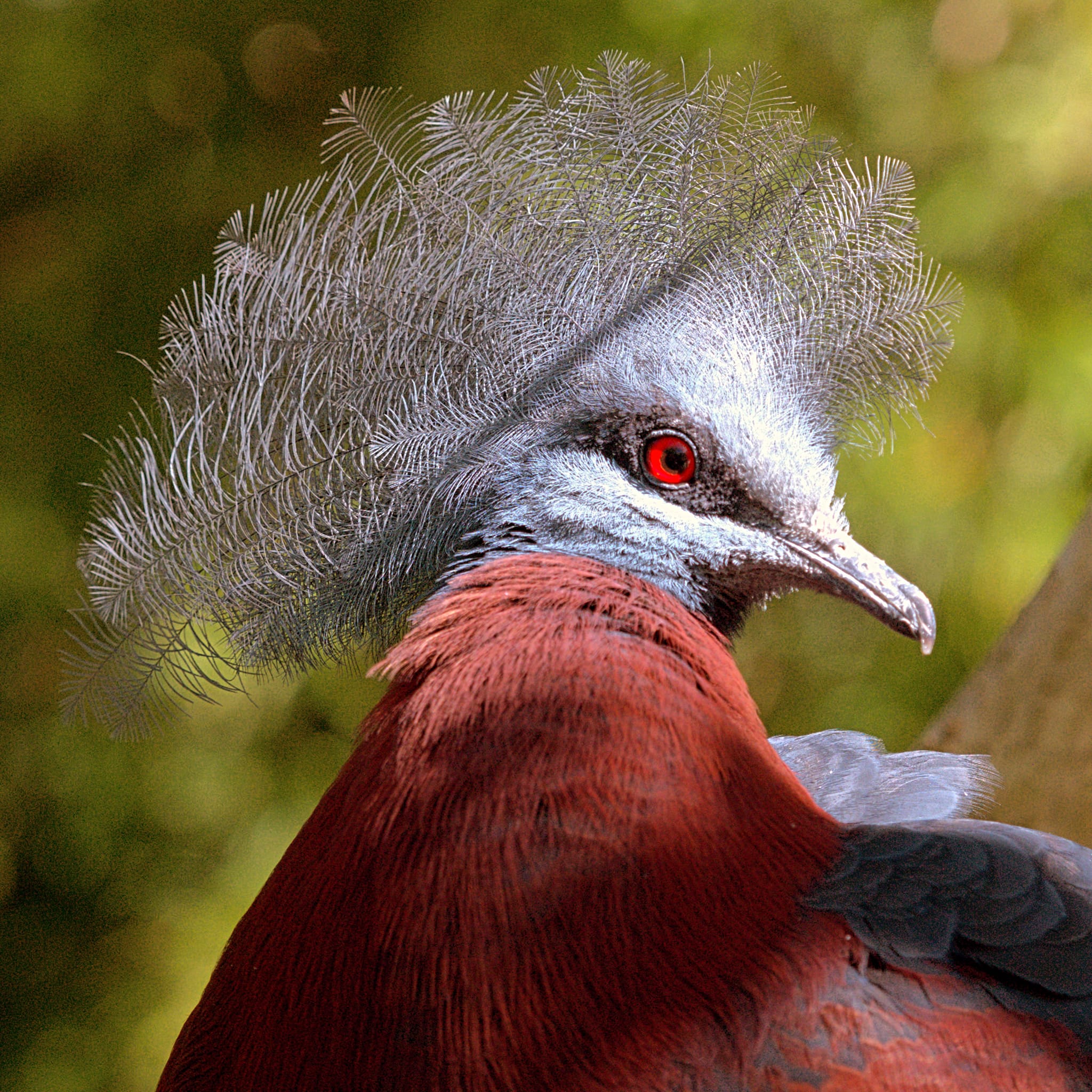 Scheepmaker's crowned Pigeon